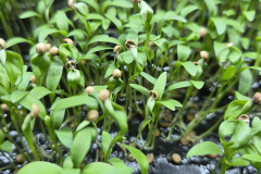 Coriander3
