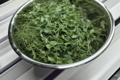 PeaShoots4