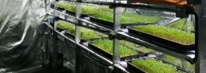 PeachyKeen MicroGreens Kirkcaldy