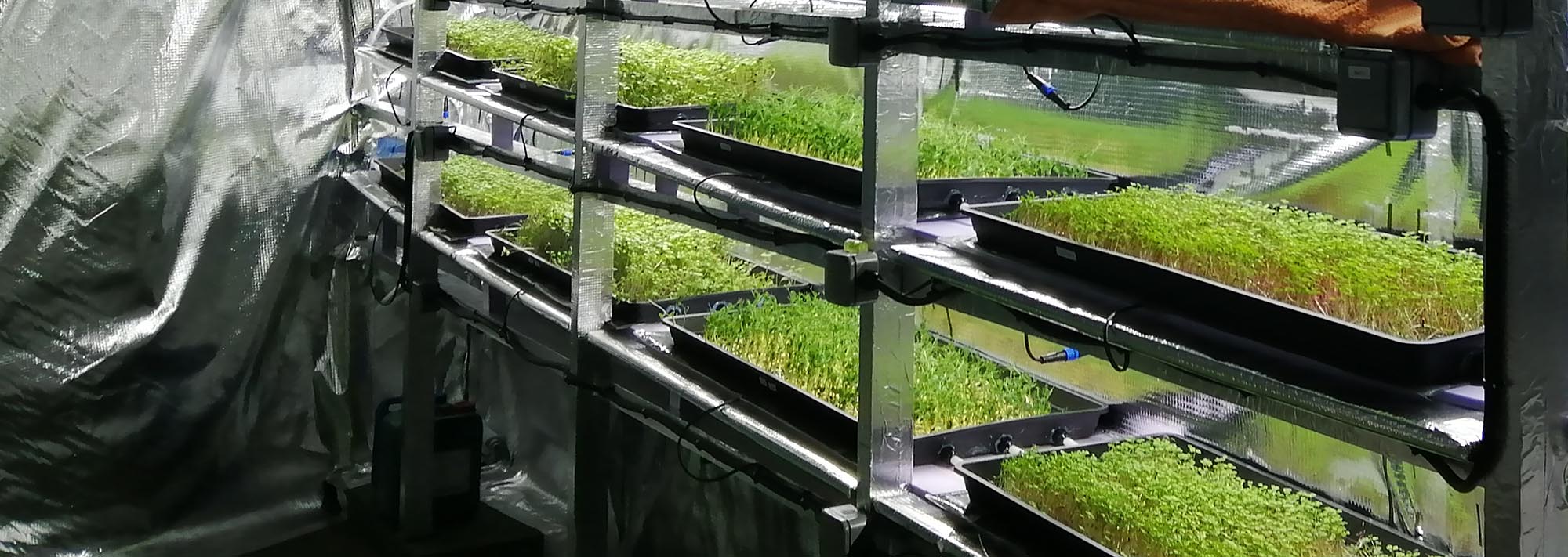 PeachyKeen Urban Farm