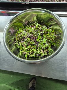 Microgreens Radish