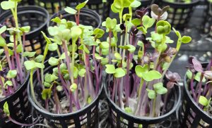 Urban Farm Kirkcaldt