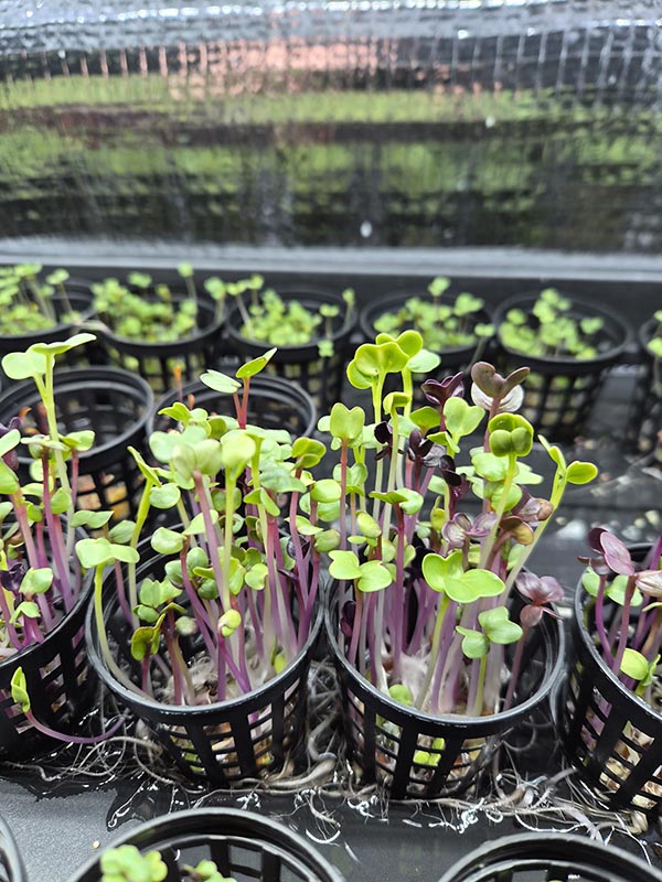 Introducing PeachyKeen Urban Farm