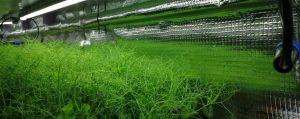 What Are Microgreens
