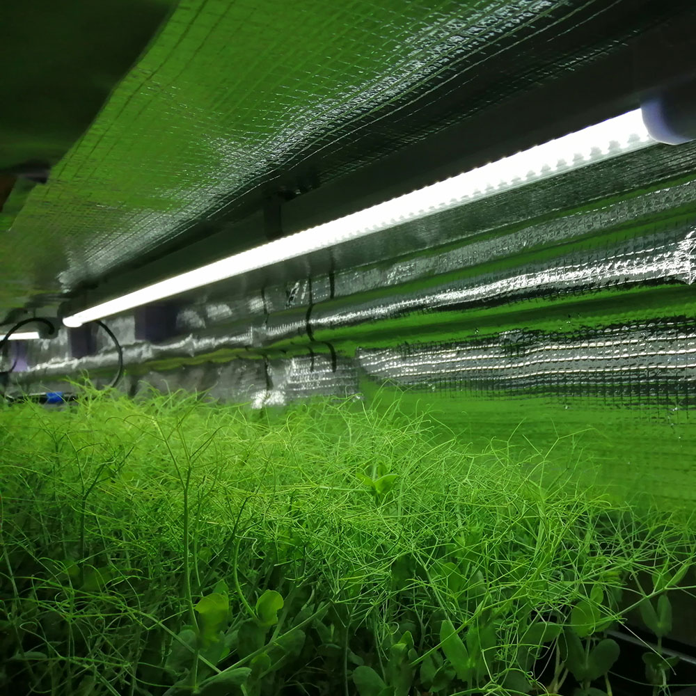 What Are Microgreens